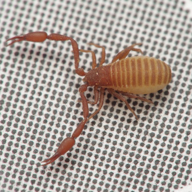 pscorpion2